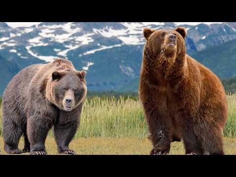 Grizzly Bear vs. Brown Bear: A Comparative Analysis of Size and Habitat