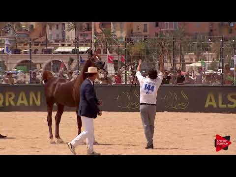 N.144 CAVALLI - Menton 2018 - 8 Years Old and Older Stallions (Class 10)