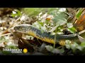 Fascinating This King Cobra Creates An Elaborate Nest Into The Wild India Smithsonian Channel