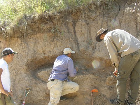 Protección del Patrimonio Paleontológico de Entre Ríos. Del hallazgo a la exhibición en el Museo.
