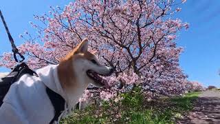 桜とみた。#柴犬#犬との暮らし#日常#面白い？#かわいい？#shibainu