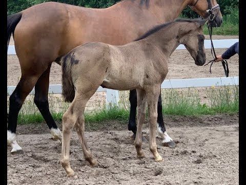 Ponyfohlen Online-Auktion! HF v. Strahlemann - Trendsetter