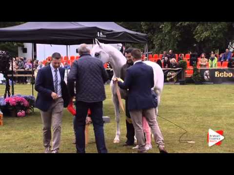 1st place N.188 EAGLERIDGE PASSIONATA - Bruges 2015 Int. - Senior Mares Championship (Class 122)