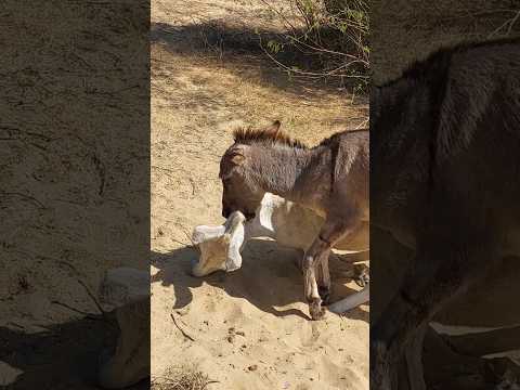 #funnyanimal #viral #video #subscribe