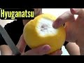 Hyuganatsu Review In Hong Kong Weird Fruit Explorer Ep 57