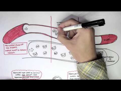 Nociceptors An Introduction to Pain