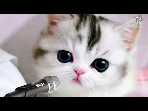 RAHMATUN LIL 'ALAMEEN   VIDEO SHOLAWAT KUCING funny animal video cats 2023