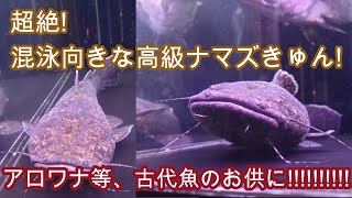 南米の大型ナマズ『オレンジキャット』でみんなを笑顔に!【熱帯魚,アクアリウム,ナマズ,大型魚,観賞魚,混泳】