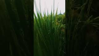 Download lagu Cinematic 'Story WA' sawah #aesthetic #healing #video #photography #shorts mp3