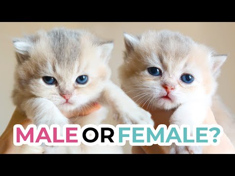 HOW TO TELL THE SEX OF A KITTEN at 3 weeks old | British Shorthair & Scottish Fold Kittens + Quiz!