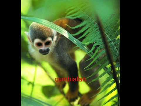 LA TIERRA DE MIS AMORES, LOS BETA 5 'PERU'