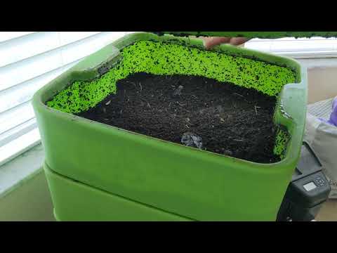 Hot Frog Living Composter Day 344 - Larger Feeding - Vermicomposting
