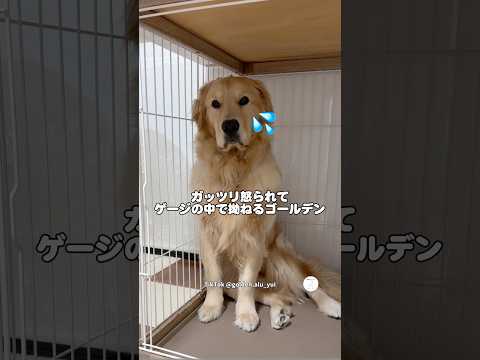 怒られて反省が顔に出すぎてるゴールデンレトリバー　　　#ゴールデンレトリバー  #大型犬　#犬　#かわいい犬 #犬のいる暮らし
