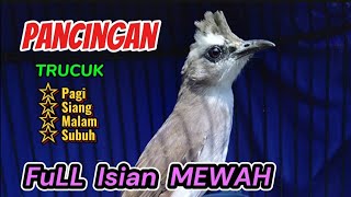 Download lagu Trucuk ombyokan,  bahan, LIAR,  malas bunyi,  stress langsung NYAUT dengar pancingan trucuk GAcOR mp3 Download lagu Trucuk ombyokan,  bahan, LIAR,  malas bunyi,  stress langsung NYAUT dengar pancingan trucuk GAcOR mp3