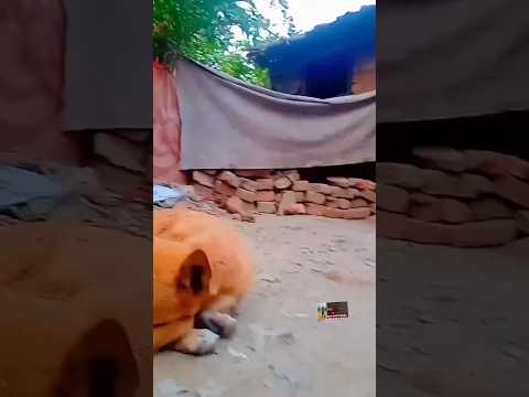 innisai paadivaru Emotional sad song ||bgm instrument music ||background music ||cute dog #shorts