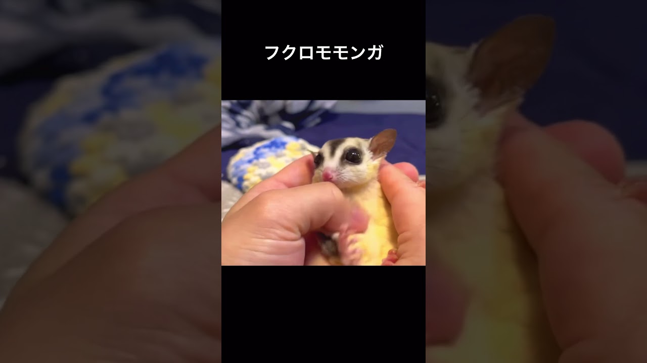 フクロモモンガをあやす