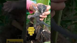 Download lagu lucu hewan musang di atas pohon aren ! @vlogersiunyil #video #youtubeshorts # #videos mp3