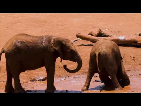 Natural Environment, Bird Clipping, Elephant, Beautiful Scenery, Relaxing Music, Healing Sound