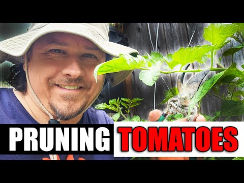 Solutions To Blossom End Rot In Tomatoes etc