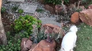 White Yorkshire Terrier from Karmic