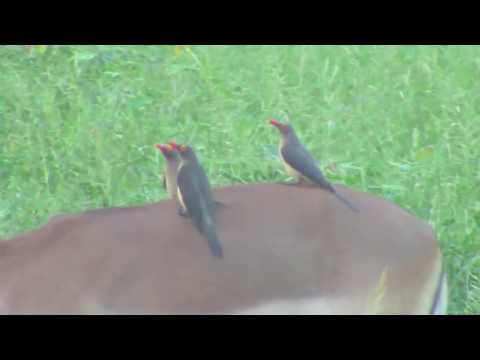 Djuma: Impalas and Oxpeckers - 17:50 - 03/02/19