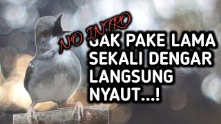 Download lagu suara ciblek memanggil lawan bikin ciblek bisu langsung nyaut...! mp3 Download lagu suara ciblek memanggil lawan bikin ciblek bisu langsung nyaut...! mp3