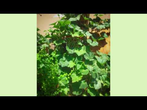 Luca Bocci - 40º (Full Album)