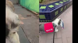 Video preview image #1 Mutt Puppy For Sale in Mission Viejo, CA, USA