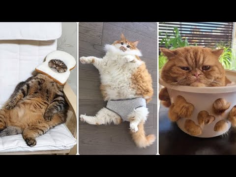 Si Te Gustan Los Gatos, Esto Te Va A Encantar – Bruschimichis