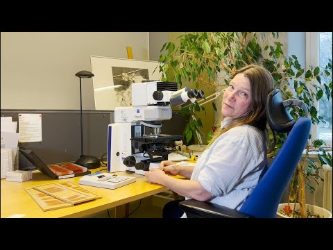 Vad är egentligen bra väder för pollenallergiker?