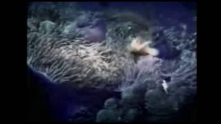 Utopia - Short Film (2011)