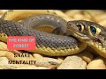 SNAKE MENTALITY THE KING OF FOREST
