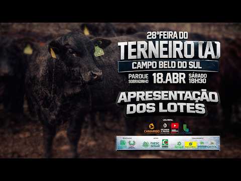 Apresentação dos Lotes da 28ª Feira do Terneiro(a) de Campo Belo Do Sul.