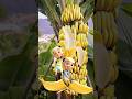 Upin Ipin Dan Pisang Ajaib Shorts Magic Fruit Fruits Upinipin Banana Pisang Yellow Buah