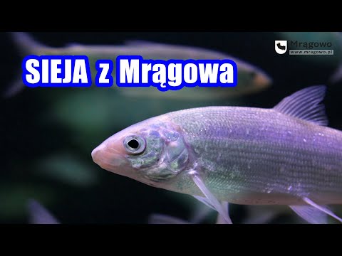 Sieja z Mrągowa w mazurskich jeziorach