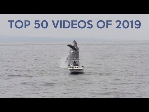 50 Most Popular Video Clips of 2019