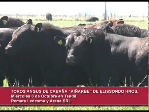 Cabaña Aiñarbe de Elissondo Hnos. -  Miercoles 8 de Octubre en Tandil - Remata Ledesma y Arana S.R.L