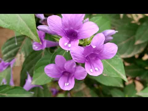 Neelambari Flowers (Spatika)