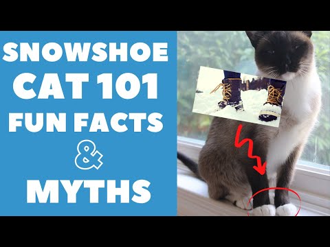 Snowshoe Cats 101 : Fun Facts & Myths