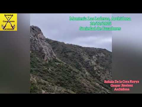 Podenco Orito en Monteria 