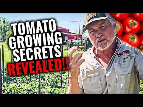 , title : 'BEST Tips and Tricks For Growing Tomatoes In Your Garden