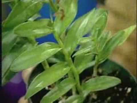 Pégate al Mediodía 5/22/09 - Inventando con Douglas Candelario