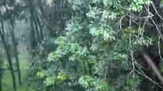Kerala Monsoon Rain in Rubber Plantation