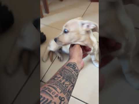 Vídeo de Laila