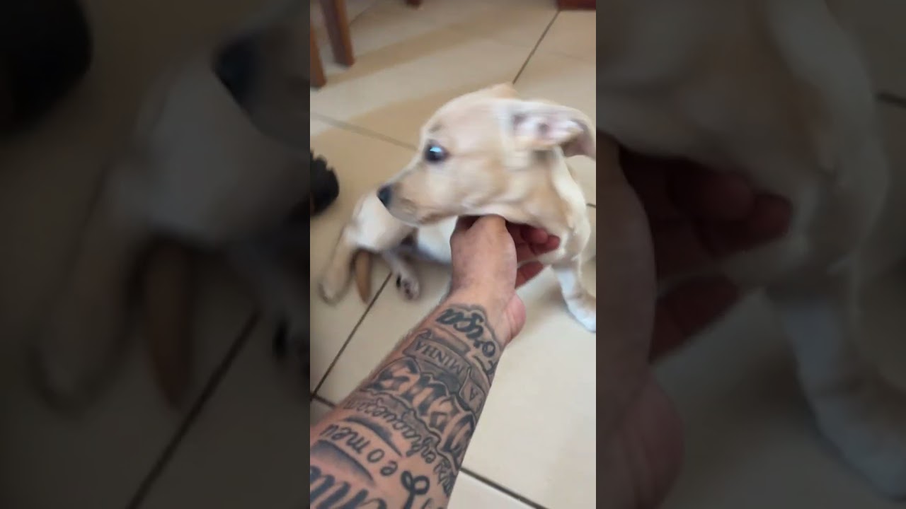 Cachorro raça SRD-ViraLata idade 2 a 6 meses nome Laila