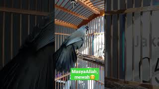 Download lagu Poksay Hongkong Jantan Muda Gacor mp3