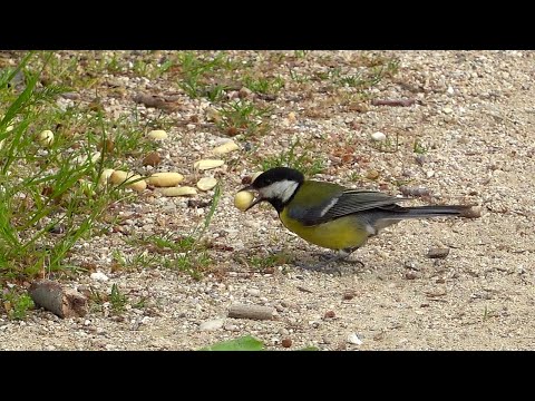 Sneaky great tit stealing a peanut from crow W070