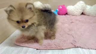 ポメラニアンの動画01