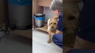 Everyone Ignored This Stray With A Missing Limb, But We REFUSE To Let Him Suffer [STORY BELOW]