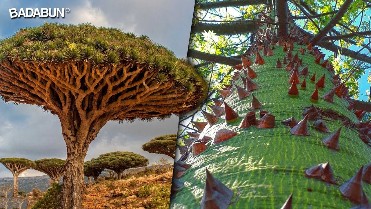 Los 10 árboles más extraños y hermosos del mundo